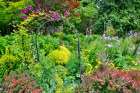 USA, Washington State, Sammamish. Garden in bloom in sunny location Art Print